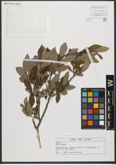 Foto von Salix L.